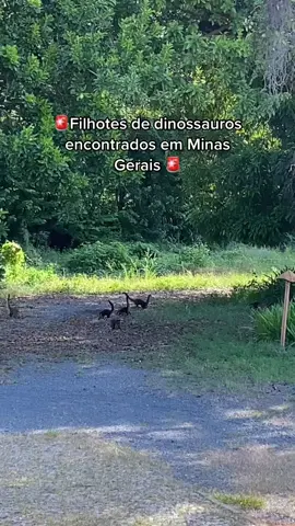 Filhotes de dinossauros avistado em Minas Gerais na tarde de hoje 04/04/2023 Fonte: Arial 12  #fybrasileiro #fybrasilfybrasil #fybrasilシ #dinossauro #dinossauros 