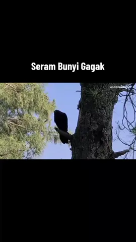 Seram Bunyi Gagak#fyp petanda ada sesuatu yg akan berlaku yg tidak baik#fyp #myghost🤯 #Rimba🎭 #fypシ゚viral 