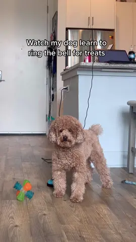 day 1 of something terrific or terrible 🥴 #dogbell #dogtreats #DogTraining #minipoodle 