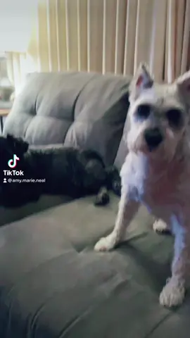 Eleanor & Roosevelt 🤍🖤 #dogsoftiktok #minischnauzer #thelife #influencers #inseperable #dogs #schnauzer 