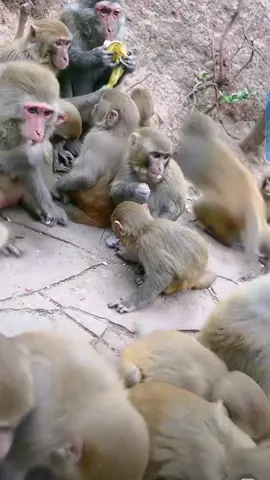 Naughty monkey eats banana😂#monkey becomes demon #cute pet🐒