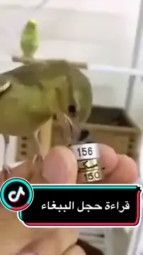 طريقة قراءة رموز الحلقة المعدنية في قدم الببغاء ( الحجل ) @حمزة الغامدي  #تربية_الببغاء #تربية_الطيور #تربية_طيور #طيور #ببغاء #ببغاء_يتكلم #ببغاء_كاسكو #حجل #حجول #بيئتك_تعرفك #خيرها_بناسها #explore #اكسبلورexplore #اكسبلور #حمزة_الغامدي 