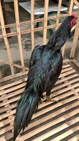 WIRINGGALIH harga pelajar nomin 🥰 cucuk kaki hitam.                                 #ayamjagoindonesia #ayambangkok #ayamtelasan #ayamsuro #ayamsuroan #liringkuning #wiringkuning #larkumbang 