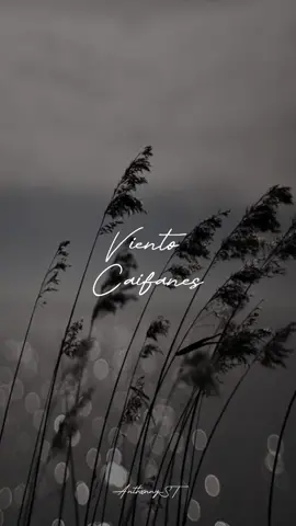 Préstame tu peine y peiname el alma...🎶✨ Viento // Caifanes ✨ #music #Love #rock #anthxnnyst #foryou #letrasdecanciones #lyrics #pourtoi #parati #fyp #caifanes 