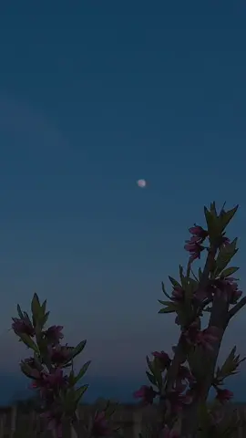 🩷 #ატმისხეებირომიყვავილებს #spring #foryou 