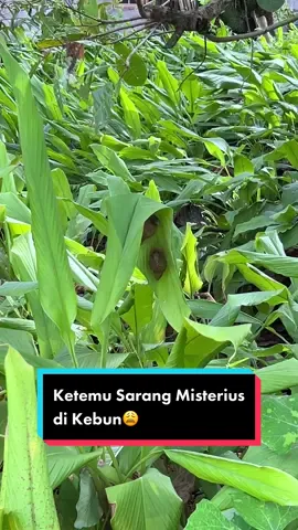 Lubang dan sarang apa ini?😩 #ngabuburit #AQUAUVAirPower #fypシ #fyp #gardeningwither 