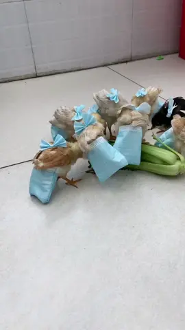 #cute #petchicken 