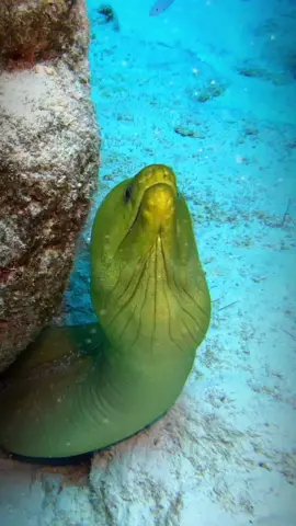 Green moray eels are a species of eel commonly found in the warm waters of the western Atlantic Ocean and Caribbean Sea. They can grow up to 2.5 meters long and are known for their distinctive green coloration, which helps them blend in with their surroundings. Green moray eels are carnivorous and primarily feed on fish, squid, and crustaceans. Despite their intimidating appearance, they are not generally aggressive towards humans and are a popular sight for divers and snorkelers. However, it's important to keep a safe distance and not disturb them, as they have a powerful bite and can be territorial. . . 🇲🇽español  Las morenas verdes son una especie de anguila comúnmente encontrada en las aguas cálidas del Océano Atlántico occidental y el Mar Caribe. Pueden crecer hasta 2.5 metros de largo y son conocidas por su distintiva coloración verde, que les ayuda a mezclarse con su entorno. Las morenas verdes son carnívoras y se alimentan principalmente de peces, calamares y crustáceos. A pesar de su apariencia intimidante, generalmente no son agresivas hacia los humanos y son una vista popular para los buceadores y snorkelers. Sin embargo, es importante mantener una distancia segura y no molestarlas, ya que tienen una mordida poderosa y pueden ser territoriales. . . Camera: @gopro 11 Location: Playa del Carmen | México  Lights: @krakensports  Filmed by Olaf Fischer @aquanauta_diver . . #Sealife #MarineConservation #MorayMonday #UnderwaterPhotography #OceanEducation #SeaHabitat #EelWorld #DiveIntoNature #oceanwildlife 