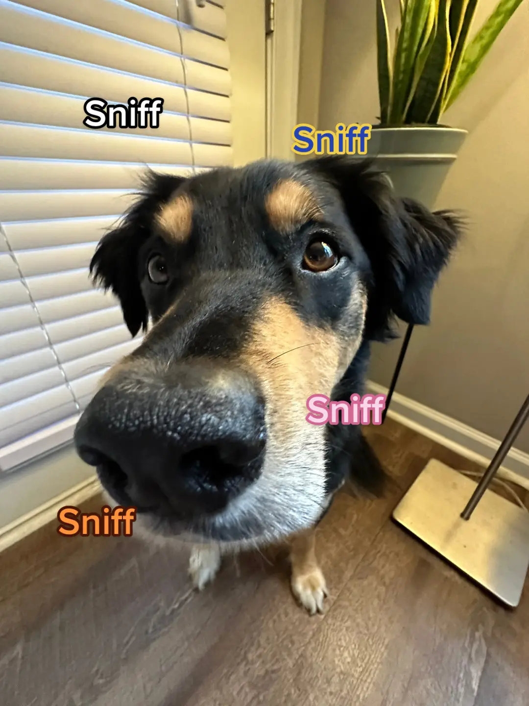 Its time for tour sniff test #dogsoftiktok 