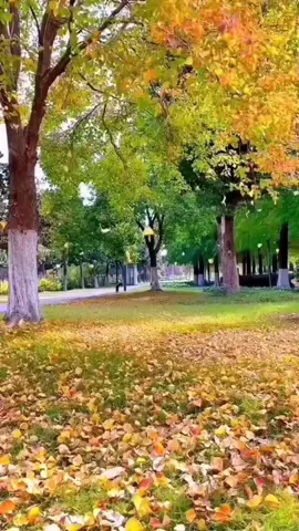 Ngày đó yêu nhau chúng ta thường qua lối này #CảnhĐẹpThiênNhiên #NhạcChillCảnhĐẹp #VườnHoaĐẹp #thiênnhiên #CánhĐồngĐẹp #Nhachaymoingay #Kenhnhachay #Nhacvanghaynhat 