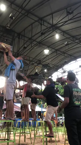 KACER HOSANA habis libur panjang karna Mabung,Alhamdulillah sore ini perdana Gantang tambah enak Mainya🥰 #Kacer #kacermania #kacermaniaindonesia #kacergacor  #kicaumania #kicaumaniaindonesia #fyp  