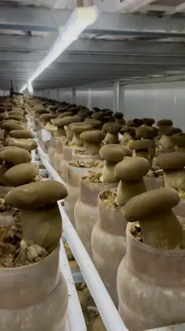 #boletus #mushroom #mushroomgrowing