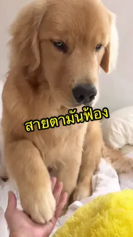 สายตาจุ๊ม #จุ๊มเหม่งมีอะไร #สวนสัตว์tiktok 
