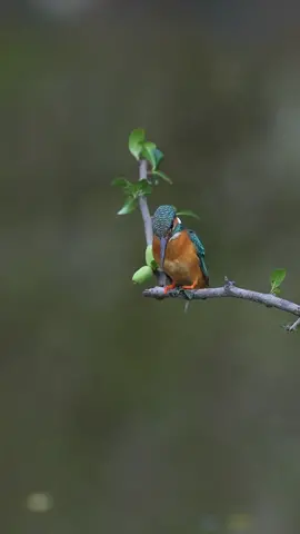 A little cutie，kingfisher #wildlife #foryou #fpy #animals #birds