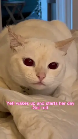 A day in the life of yeti 😌 she just wants to start her rap career like @raymondthecatman  #yetitok #catsoftiktok #funnycats 