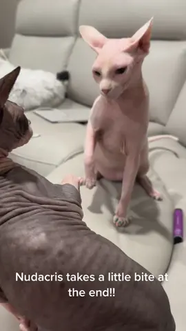 Nudacris tried to act all innocent and just sit there and then the minute Boris turned around. He tried to bite him in the butt! #pets #fyp #fypシ #MyDolceMoment #fypage #fypシ゚viral #trending #foryourpage #sphynx #SeeHerGreatness #foryou #cat #hairlesscat #cats #meow #viral #viralvideos #viralvideo #duet #cute #paws #tiktok #tiktokviral #meme #memes #PetsOfTikTok #catsoftiktok #sphynxcat #animal #animalsoftiktok #animals 