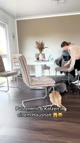 IG: sinascolorcats 🫶🏻 Habt ihr Lust auf mehr solcher Videos? #fürdich #katze #cats 