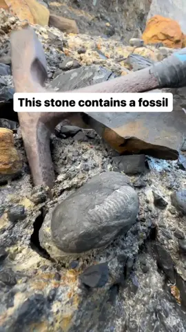 Here’s an ammonite rock that we found stuck in the mud of a landslide that fell many years ago. We dislodged the nodule and opened up on the beach with a small hammer 🏝🌊 Inside, a stunning Dactylioceras ammonite from the Jurassic 😍🦑 This ammonite is around 185 Million Years Old 💀  If you’d like an ammonite rock like this to crack open yourself, please message us directly @yorkshire.fossils or browse the website at Yorkshirefossils.NET and click the “crack open yourself” section (link in bio) For more videos, check out our YouTube channel Yorkshire Fossils 🏝 Thanks for supporting our page! 🐊 #natural #nature #fossil #fossils #ancient #animals #art #ammonite #ammonites #dinosaur #scientist  #minerals #paleontology #whitby #geologist #dorset #geology #charmouth #jurassic #yorkshire #fyp  