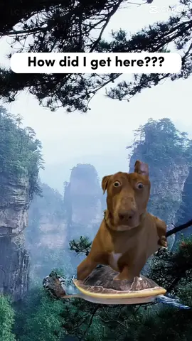 Belle is on a sea turtle! #fyp #fypシ #bellebows #dog #cute #silly #dogsoftiktok 