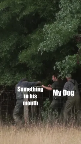 not even walkers would get in my way #thewalkingdead #dogsoftiktok #dog #twd 