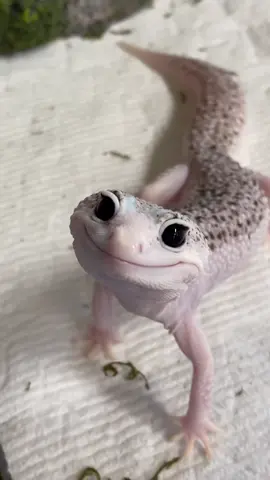 May I interrupt your scrolling with this brief but important message? … Enzo. That is the message. That is all. P.S. check out my newest YT vid to see my new lizards and come with me to the @narbc_reptileexpos  reptile expo! I also look at some gorrrrrgeous geckos from @pangeareptile  😍🦎 (use CATALEAH10 for everything on pangeareptile! 👀) #gecko #pet #animals #cute 