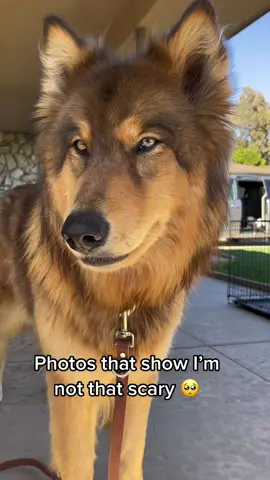 shes just a baby wolfie #dogsoftiktok 
