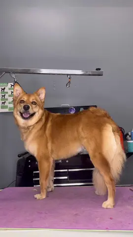 A coyote?! What do yall think shes mixed with #doggrooming #dogsbylogan #dogs #dogvideos 
