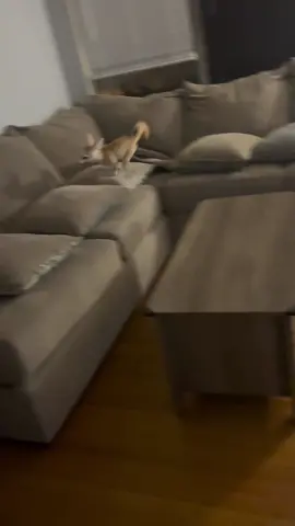 ZOOOOOOMIES #bedu #fast #fennecfox #animals #happy #play 