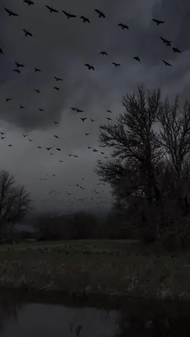 If you need me, i’ll be here. #darkaesthetic #darknaturalism #mood #washington #nature #vibes #fypシ #gloomy 