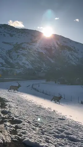 Poor Elk tried to jump the fence and got stuck. Also lost one of his big antlers. Keep up for next videos on the rescue. #wildlife #elk #rescue #utah 