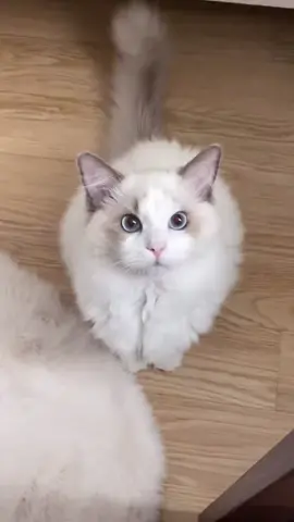 집사야 왜 자꾸 칭얼거려 ❤️💤 #고양이울음소리 #노래하는고양이 #고양이노래 #노르웨이숲 #렉돌 #랙돌 #단모종장모종 #고양이꼬리 #흰색고양이 #하얀고양이 #냥냥펀치 #집사의하루 #집사브이로그 #고양이일기 #무릎냥 #개냥이 