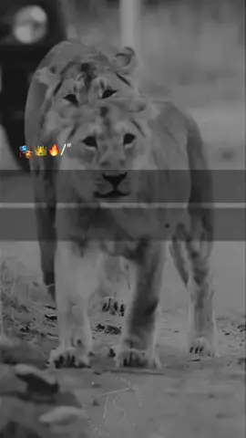 #lines 💯✌#foryoupage #viralvideo #grow #account #plzsupport #1millionadution #goviral #1M #burhan_tv 