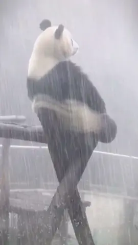 Bear, I am alone in the rain#Panda #pet #tiktok #cutepqnda #funnypanda #fyp #fypシ #pandasoftiktok #foryou #giantpanda @tiktok @tiktok_español @bigpandapandas 