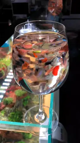 𝔽𝕒𝕤𝕔𝕚𝕟𝕒𝕥𝕚𝕟𝕘 𝔾𝕦𝕡𝕡𝕪 🌈 | #guppytank #guppy #guppyfish #guppylover #fishtok #fishkeeper #fishkeeping #hobby #fishlover #aquariumfish #aquatic #aquaticlife #aquatic #aquascape #aquascaping #aquaticplants #aquarium #terrarium #pet #fish #aquaticmalaysia #freshwateraquarium #aquascapemalaysia #fyp #水族馆 #宠物 #水草 #水草缸 #水族造景 #孔雀鱼 