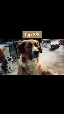 #Rivewphimhay #CúnConĐángYêu #CuteDogVideos 