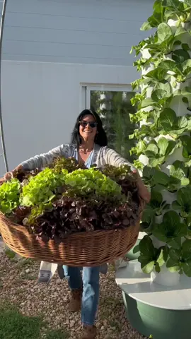 Vertical farming with aeroponic towers is a great option for urban farming #verticalfarming #towergarden #aeroponics #agriculture #hydroponics #farming 