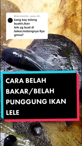 Membalas @_yeyey_24_ maaf ya ygy.... jadi kaya gini cara buat lele potoongan bakar biar cepat mateng, lele bakar #MaybellineIDSingToShine #bersihinikan #potongikan #fypシ #fyp #ayomakanikan #serunyaditiktok #lele #ikan #ikanlele #MaybellineIDSingToShine 