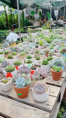 Sen đá Hà Nội , Quà tạng người mình yêu thương vô cùng ý nghĩa. #câysenđá #cáchtrồngsenđá #vườnhoađẹp #xuhuongtiktok 