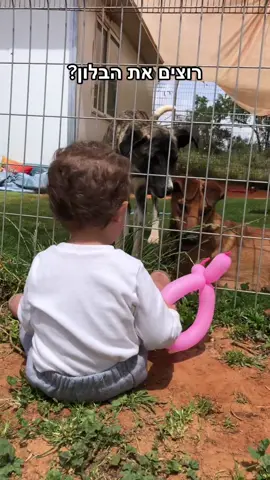 צ׳ומפי ובל שלנו לאימוץ #חוותקרןאור #ילדיםוחיות #תקשורת #משחק #אימוץכלבים #התנדבותמשמעותית #למעןבעליהחיים #חיותמצחיקות #ויגןפרנדלי #חגשמחלכולם 