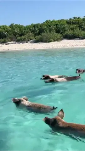 La Isla de los cerdos 🐷 ubicada en Bahamas 🇧🇸 que lleva el nombre de Big Major Cay #islas #caribe #bahamas #pigisland #cerdos #playa #reels #curiosidades #nassau #interesantes #visitas #viajes #tour #travels #bigmajorcay
