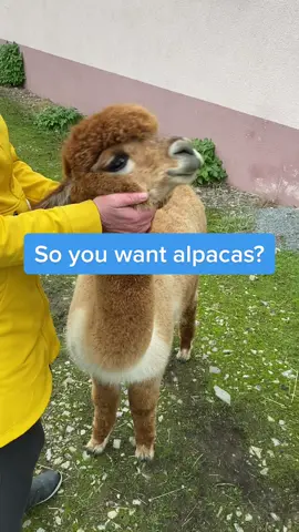 Mostly cute but sometimes weird too! 😅 #AnimalVideos #funnyanimal #FunnyAnimalsVideo #funnypets #FarmLife #funnyanimals #alpaca #alpakas #alpaka #alpacas #alpakawanderung #lustigetiere #lama #llama 