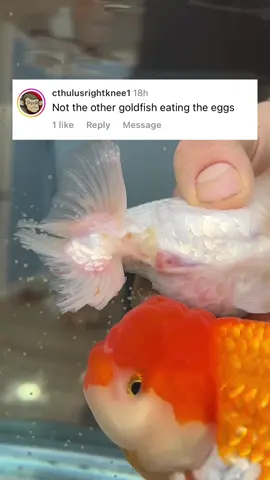 They only want fresh caviar. Such spoiled fish 😪. #fish #goldfish #aquarium #ranchu #eggs #milliebobbygoldfish 