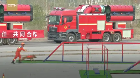 The performance of a #search and #rescue #dog and its handler in a skills competition has gone viral in #China. On a scale of 1-10, how would you rate their performance? #helpfulanimals