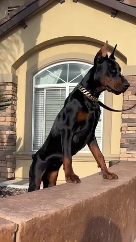 Pandora 💎#gaurddog #fearless #puppy 