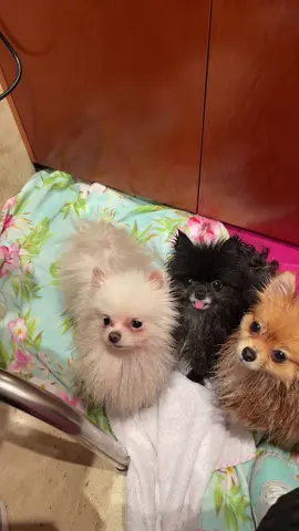 Cienco pomeranias mojados jajaja #lospomeraniasdeabutoto❤️🧡💛🖤🤍💕 #Pomiadicta #pomeranian #puppy #perritostiktokers #pomi #perritos #perritlove🥰😂 #manadaperruna #Pomiadicta #peluchecanino #pomeranianpuppy #perritamama #luluponerania 