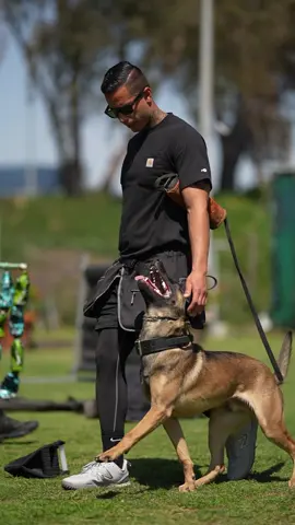 #dogtraining #fyp #malinois #bullherder 
