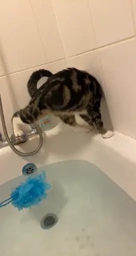 That time dorris thought she could swim 🤣 #fyp #foryoupage #catsoftiktok #kittensoftiktok #funny 