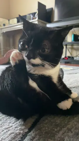 Yoga with frank 🧘🏼‍♀️🪷🕉️ #yogaflow #yoga #foryoupage 