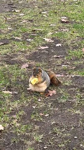 throwback to when i found this squirrel just minding his own business and munching on a whole apple  • • • • • • • • • #squirrel #squirrels #cuteanimal #cutesquirrels #annarbor #michigan #michigansquirrels #umich #chonky #chonkysquirrels #fatsquirrels #squirrelseating #asmr #mouseeatingalone #apple 