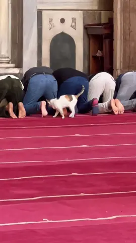 Someone wants attention #catinmosque #catprayers #catspraying #ramadancat #cairocat #catsincairo #cairomosque #egyptian_tik_tok #egyptian #egyptiantiktok #egypte #catsinterrupting #catsinplacestheyshouldntbe #catsintheway #catswantingattention #fyp #foryoupage #cutecatsoftiktok #cutecatvideos #funnycatsoftiktok #funnycatvideo #catvideo 